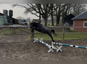 Welsh-B, Ruin, 3 Jaar, 125 cm, Schimmel