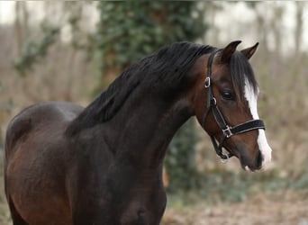 Welsh-B, Ruin, 3 Jaar, 126 cm, Bruin