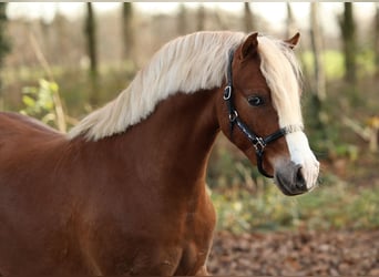 Welsh-B, Ruin, 3 Jaar, 126 cm, Vos