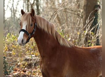 Welsh-B, Ruin, 3 Jaar, 133 cm, Vos