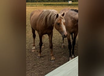 Welsh-B, Ruin, 3 Jaar, 135 cm, Palomino