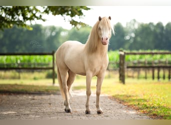 Welsh-B, Ruin, 4 Jaar, 113 cm, Perlino