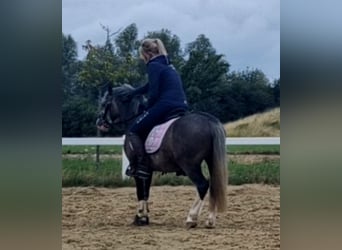 Welsh-B, Ruin, 4 Jaar, 123 cm, Zwartschimmel