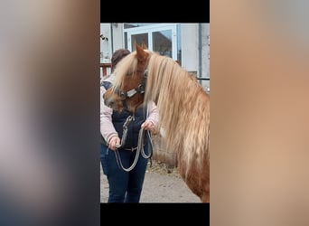 Welsh-B, Ruin, 4 Jaar, 130 cm, Vos