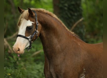 Welsh-B, Ruin, 4 Jaar, 130 cm, Vos