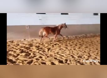 Welsh-B, Ruin, 4 Jaar, 130 cm, Vos