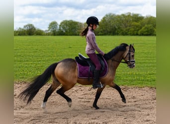 Welsh-B, Ruin, 4 Jaar, 132 cm, Buckskin