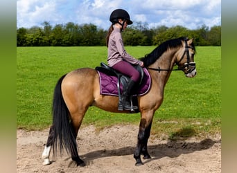 Welsh-B, Ruin, 4 Jaar, 132 cm, Buckskin