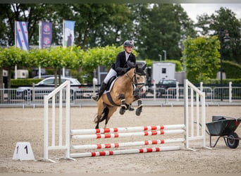 Welsh-B, Ruin, 4 Jaar, 132 cm, Buckskin