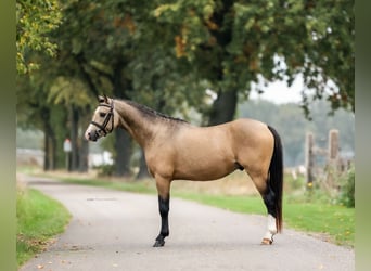 Welsh-B, Ruin, 4 Jaar, 132 cm, Buckskin