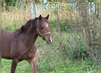 Welsh-B, Ruin, 4 Jaar, 133 cm, Donkere-vos