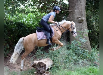 Welsh-B, Ruin, 4 Jaar, 134 cm, Palomino