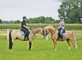 Welsh-B, Ruin, 4 Jaar, 134 cm, Palomino