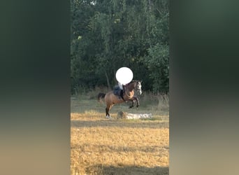 Welsh-B, Ruin, 4 Jaar, 135 cm, Buckskin