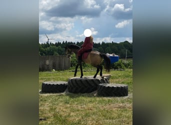 Welsh-B, Ruin, 4 Jaar, 135 cm, Buckskin
