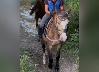 Welsh-B, Ruin, 4 Jaar, 135 cm, Buckskin