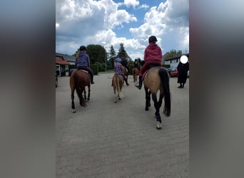Welsh-B, Ruin, 4 Jaar, 135 cm, Buckskin