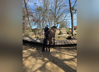Welsh-B, Ruin, 4 Jaar, 135 cm, Buckskin