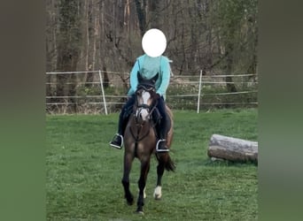 Welsh-B, Ruin, 4 Jaar, 135 cm, Buckskin