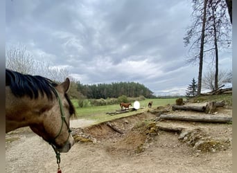 Welsh-B, Ruin, 4 Jaar, 135 cm, Buckskin