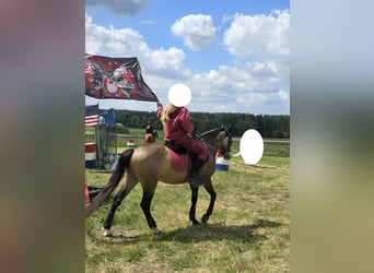 Welsh-B, Ruin, 4 Jaar, 135 cm, Buckskin