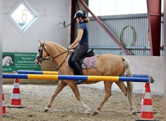 Welsh-B, Ruin, 4 Jaar, 135 cm, Palomino