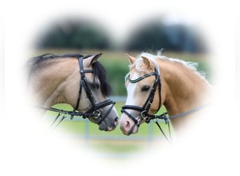 Welsh-B, Ruin, 4 Jaar, 135 cm, Palomino