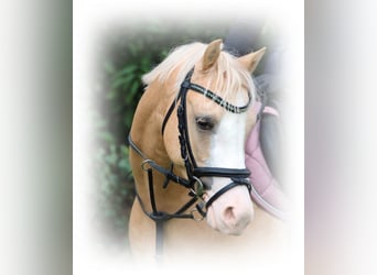 Welsh-B, Ruin, 4 Jaar, 135 cm, Palomino