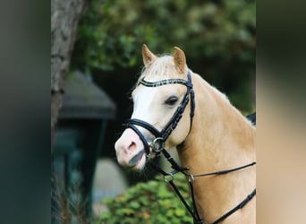 Welsh-B, Ruin, 4 Jaar, 135 cm, Palomino