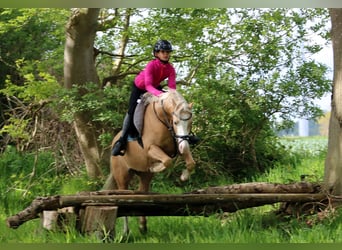 Welsh-B, Ruin, 4 Jaar, 136 cm, Palomino