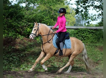 Welsh-B, Ruin, 4 Jaar, 136 cm, Palomino