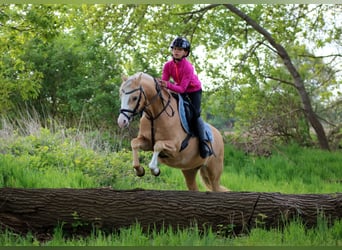 Welsh-B, Ruin, 4 Jaar, 136 cm, Palomino
