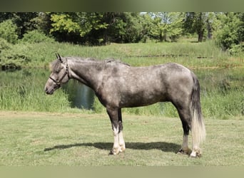 Welsh-B, Ruin, 4 Jaar, Schimmel
