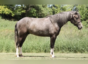 Welsh-B, Ruin, 4 Jaar, Schimmel