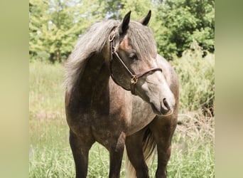 Welsh-B, Ruin, 4 Jaar, Schimmel