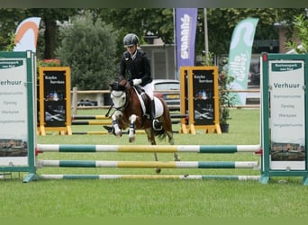 Welsh-B, Ruin, 5 Jaar, 122 cm, Bruin