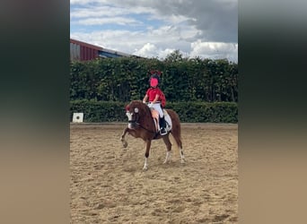 Welsh-B, Ruin, 5 Jaar, 126 cm, Vos