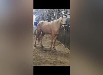 Welsh-B, Ruin, 5 Jaar, 127 cm, Palomino