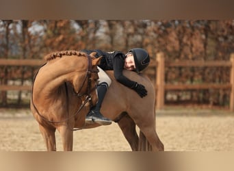 Welsh-B, Ruin, 5 Jaar, 127 cm, Vos