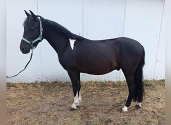 Welsh-B, Ruin, 5 Jaar, 130 cm, Zwart