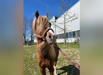 Welsh-B, Ruin, 5 Jaar, 131 cm, Donkere-vos