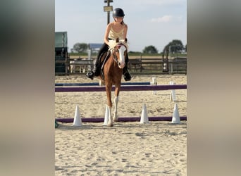 Welsh-B, Ruin, 5 Jaar, 131 cm, Vos