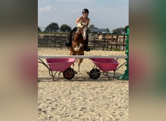 Welsh-B, Ruin, 5 Jaar, 131 cm, Vos