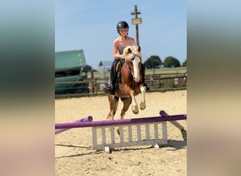 Welsh-B, Ruin, 5 Jaar, 131 cm, Vos
