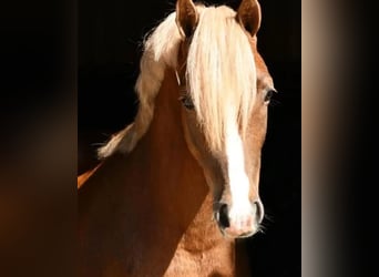 Welsh-B, Ruin, 5 Jaar, 134 cm, Vos