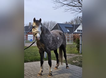 Welsh-B, Ruin, 5 Jaar, 139 cm, Schimmel