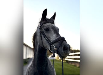 Welsh-B, Ruin, 5 Jaar, 145 cm