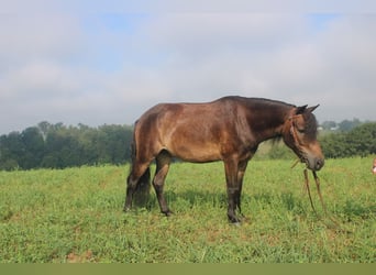 Welsh-B Mix, Ruin, 6 Jaar, 112 cm, Bruin