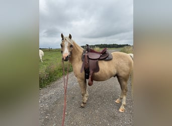 Welsh-B Mix, Ruin, 6 Jaar, 120 cm, Palomino