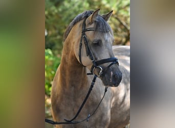 Welsh-B, Ruin, 6 Jaar, 133 cm, Palomino